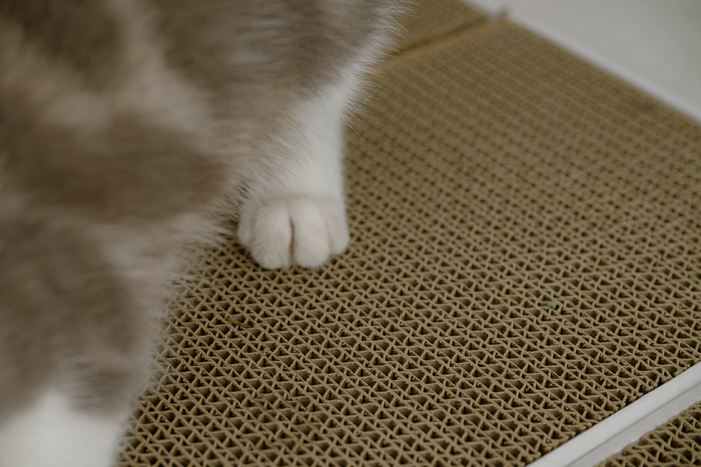 貓抓板挑選重點