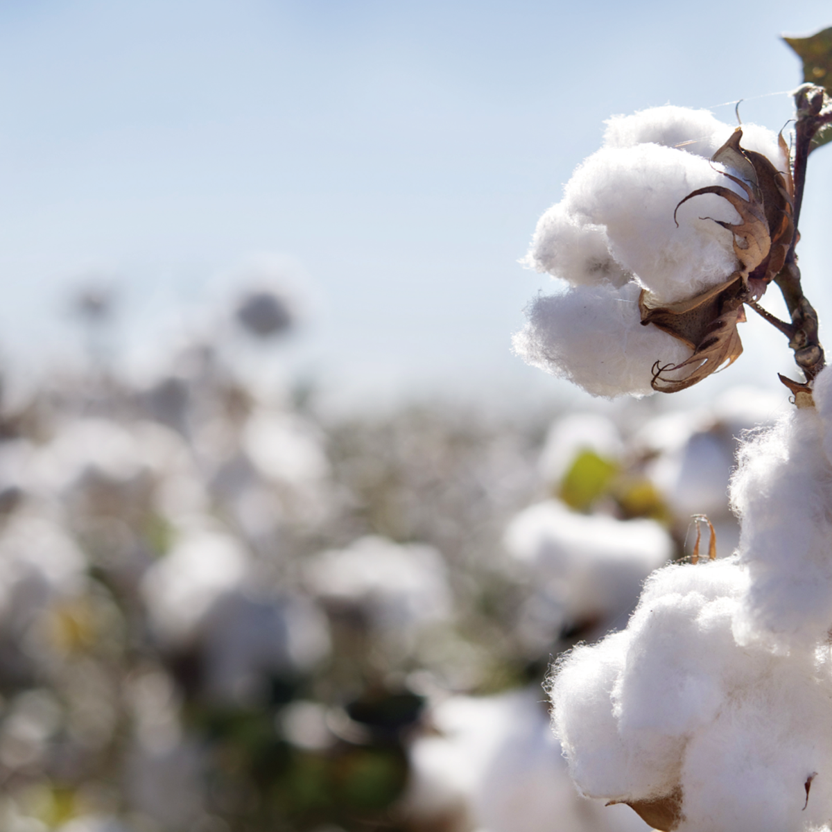 有機棉花