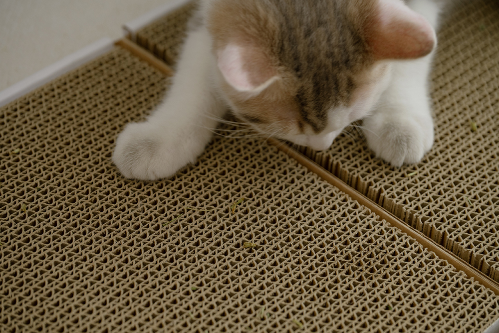 貓臉書聯名貓抓板