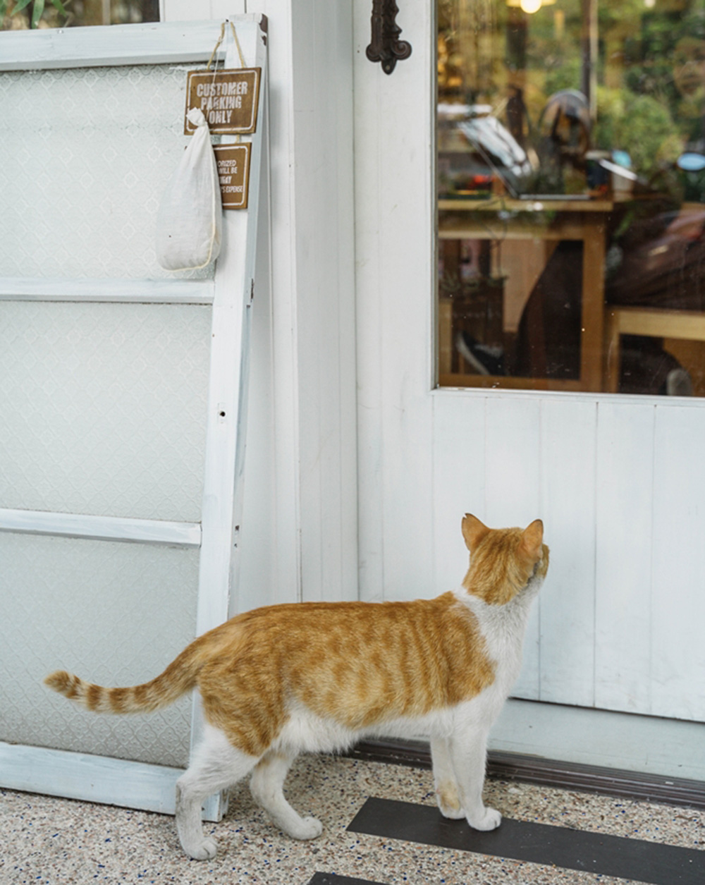 定期來翔仔居家新竹門市討食的浪浪 定期來翔仔居家新竹門市討食的浪浪