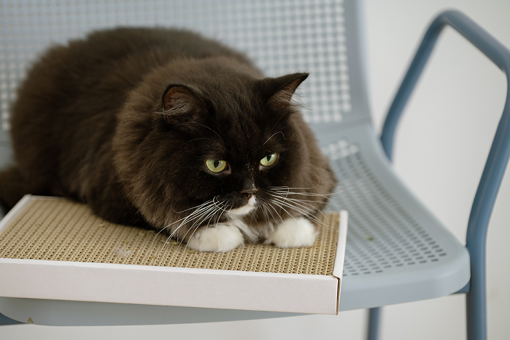 貓臉書聯名貓抓板